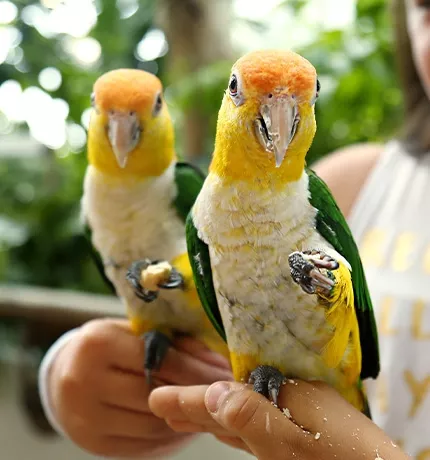 Bird Encounter